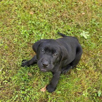 chiot Retriever du Labrador Noire collier turquoise élevage du Fond de la Noye