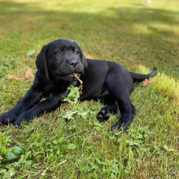 chiot Retriever du Labrador Noire collier turquoise élevage du Fond de la Noye