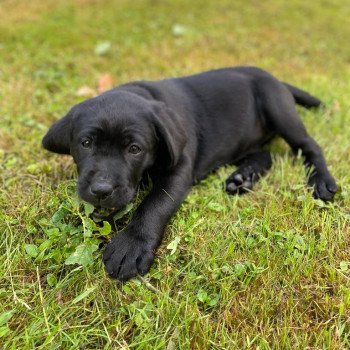 chiot Retriever du Labrador Noire collier turquoise élevage du Fond de la Noye