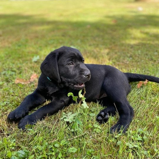 Truffe du Fond de la Noye Femelle Retriever du Labrador