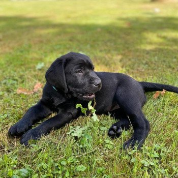 chiot Retriever du Labrador Noire collier turquoise élevage du Fond de la Noye