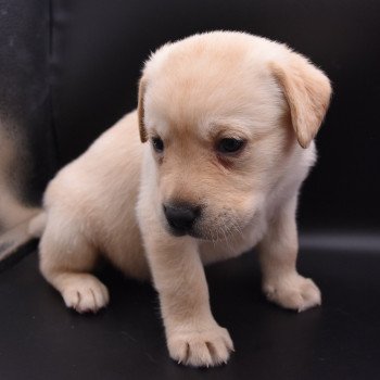 chiot Retriever du Labrador sable Collier turquoise élevage du Fond de la Noye