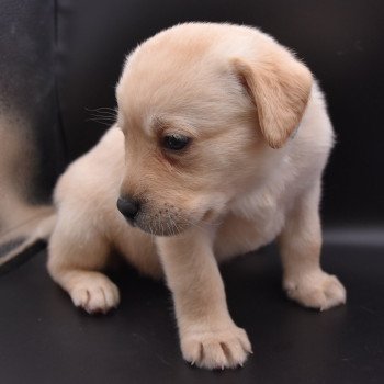 chiot Retriever du Labrador sable Collier turquoise élevage du Fond de la Noye