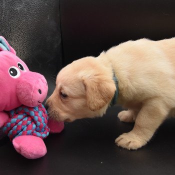 chiot Retriever du Labrador sable Collier turquoise élevage du Fond de la Noye