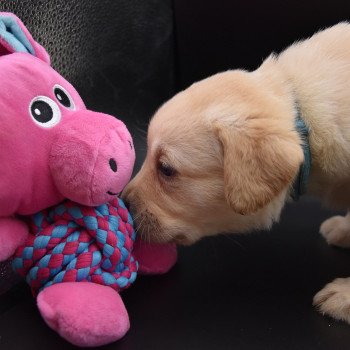 chiot Retriever du Labrador sable Collier turquoise élevage du Fond de la Noye