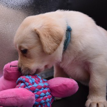 chiot Retriever du Labrador sable Collier turquoise élevage du Fond de la Noye