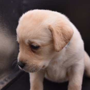 chiot Retriever du Labrador sable Collier turquoise élevage du Fond de la Noye