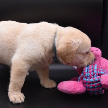 chiot Retriever du Labrador sable Collier turquoise élevage du Fond de la Noye