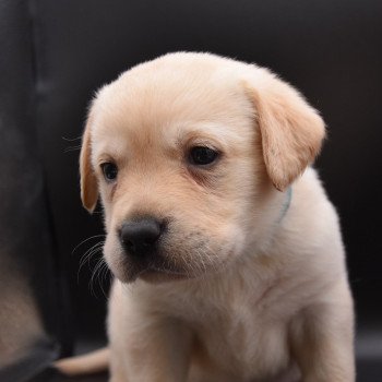 chiot Retriever du Labrador sable Collier turquoise élevage du Fond de la Noye