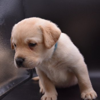 chiot Retriever du Labrador sable Collier turquoise élevage du Fond de la Noye