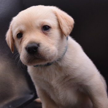 chiot Retriever du Labrador sable Collier turquoise élevage du Fond de la Noye