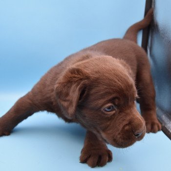 chiot Retriever du Labrador chocolat Collier vert élevage du Fond de la Noye