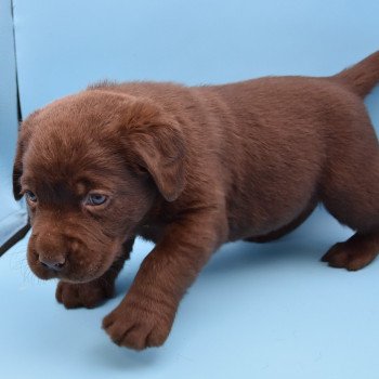 chiot Retriever du Labrador chocolat Collier vert élevage du Fond de la Noye