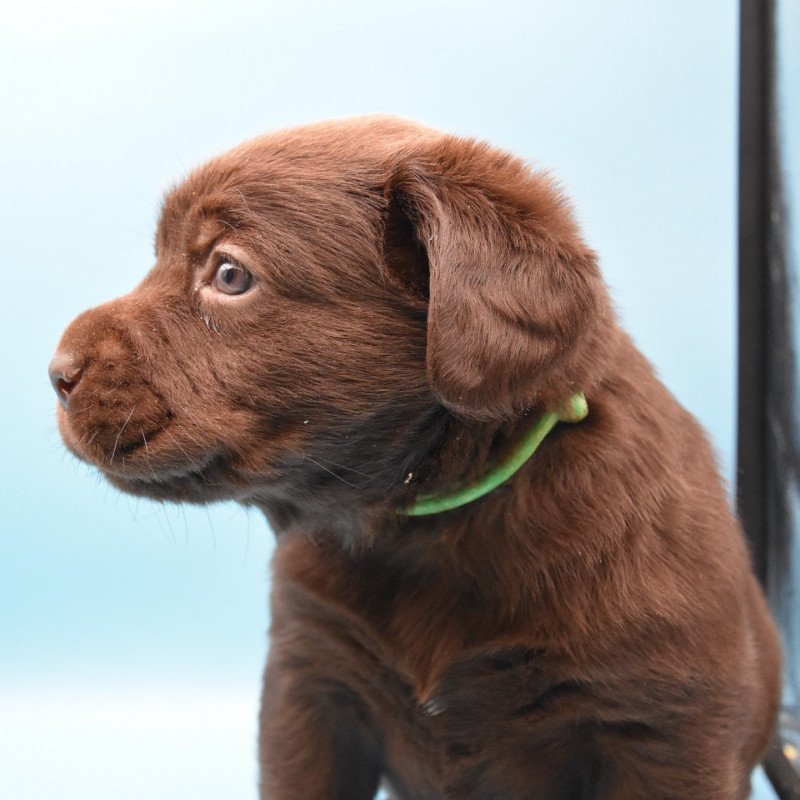 Sia du Fond de la Noye Femelle Retriever du Labrador