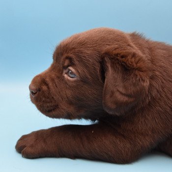 chiot Retriever du Labrador chocolat Collier vert élevage du Fond de la Noye chiot Retriever du Labrador chocolat Collier vert élevage du Fond de la Noye