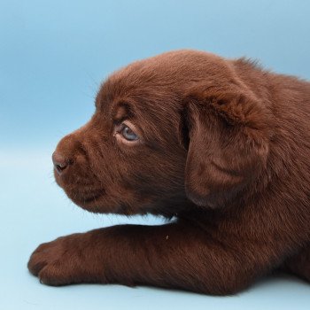 chiot Retriever du Labrador chocolat Collier vert élevage du Fond de la Noye