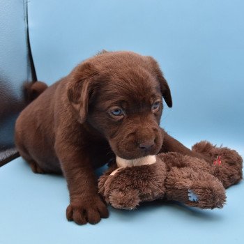 chiot Retriever du Labrador chocolat Collier vert élevage du Fond de la Noye