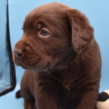 chiot Retriever du Labrador chocolat Collier vert élevage du Fond de la Noye