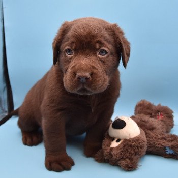 chiot Retriever du Labrador chocolat Collier vert élevage du Fond de la Noye