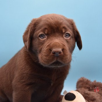 chiot Retriever du Labrador chocolat Collier vert élevage du Fond de la Noye