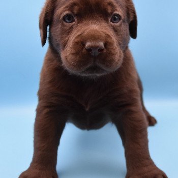 chiot Retriever du Labrador chocolat Collier vert élevage du Fond de la Noye