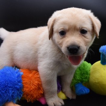 chiot Retriever du Labrador sable Collier vert clair élevage du Fond de la Noye