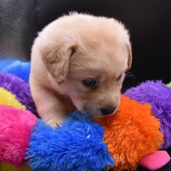 chiot Retriever du Labrador sable Collier vert clair élevage du Fond de la Noye