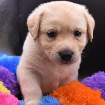 chiot Retriever du Labrador sable Collier vert clair élevage du Fond de la Noye