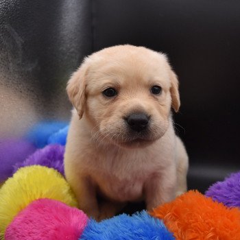 chiot Retriever du Labrador sable Collier vert clair élevage du Fond de la Noye