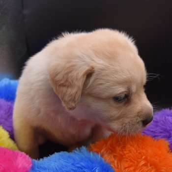 chiot Retriever du Labrador sable Collier vert clair élevage du Fond de la Noye