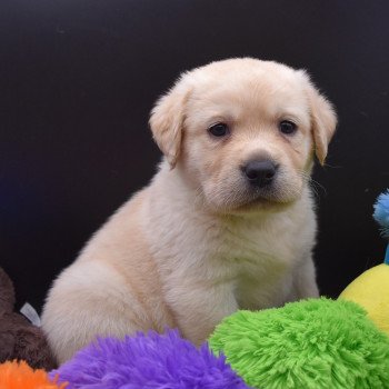 chiot Retriever du Labrador sable Collier vert clair élevage du Fond de la Noye