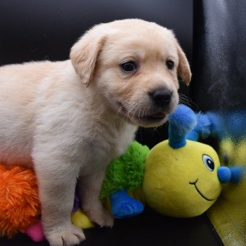 chiot Retriever du Labrador sable Collier vert clair élevage du Fond de la Noye