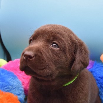 chiot Retriever du Labrador chocolat Collier vert élevage du Fond de la Noye Retriever du Labrador