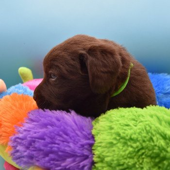 chiot Retriever du Labrador chocolat Collier vert élevage du Fond de la Noye Retriever du Labrador