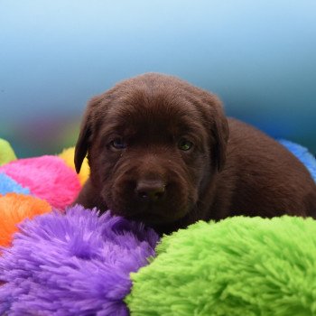 chiot Retriever du Labrador chocolat Collier vert élevage du Fond de la Noye Retriever du Labrador