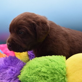 chiot Retriever du Labrador chocolat Collier vert élevage du Fond de la Noye Retriever du Labrador