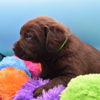 chiot Retriever du Labrador chocolat Collier vert élevage du Fond de la Noye Retriever du Labrador