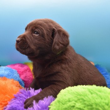 chiot Retriever du Labrador chocolat Collier vert élevage du Fond de la Noye Retriever du Labrador