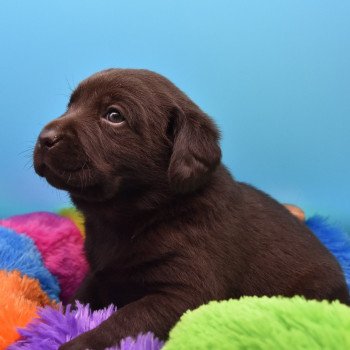 chiot Retriever du Labrador chocolat Collier vert élevage du Fond de la Noye Retriever du Labrador