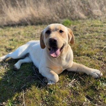 chien Retriever du Labrador sable Riga élevage du Fond de la Noye