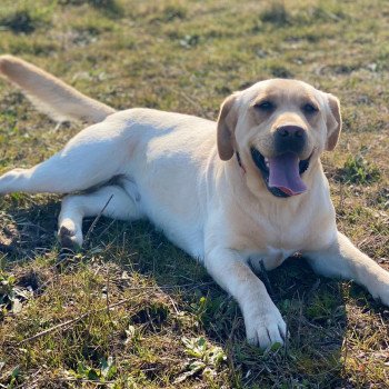 chien Retriever du Labrador sable Riga élevage du Fond de la Noye