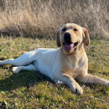 chien Retriever du Labrador sable Riga élevage du Fond de la Noye