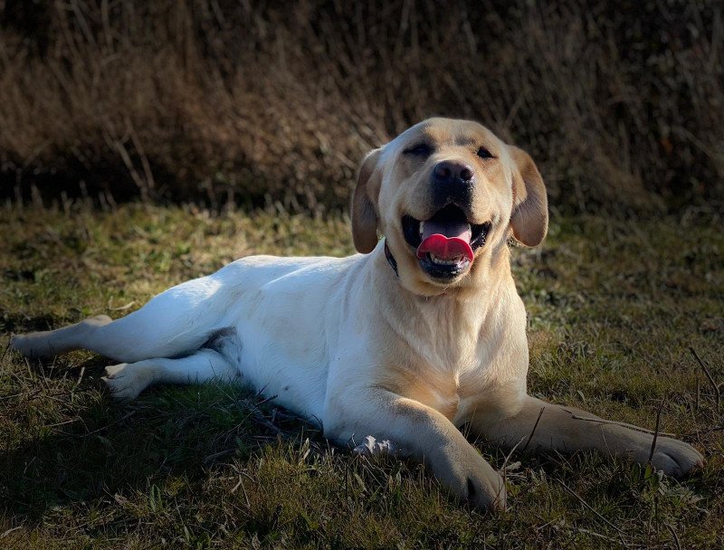 Riga du Fond de la Noye Femelle Retriever du Labrador