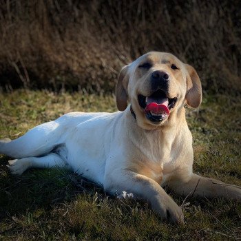 chien Retriever du Labrador sable Riga élevage du Fond de la Noye