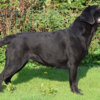 chien Retriever du Labrador noire Dea élevage du Fond de la Noye chien Retriever du Labrador noire Dea élevage du Fond de la Noye
