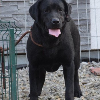 chien Retriever du Labrador noire Dea élevage du Fond de la Noye chien Retriever du Labrador noire Dea élevage du Fond de la Noye