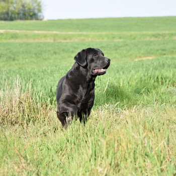 chien Retriever du Labrador noire Dea élevage du Fond de la Noye