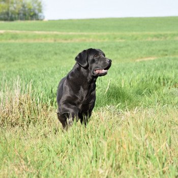 chien Retriever du Labrador noire Dea élevage du Fond de la Noye chien Retriever du Labrador noire Dea élevage du Fond de la Noye