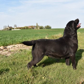 chien Retriever du Labrador noire Dea élevage du Fond de la Noye chien Retriever du Labrador noire Dea élevage du Fond de la Noye