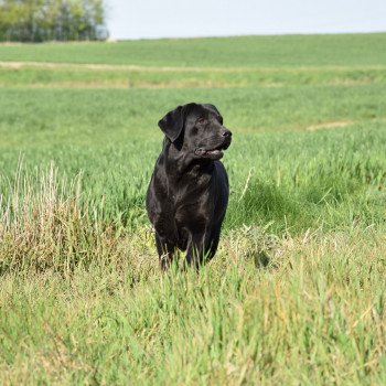 chien Retriever du Labrador noire Dea élevage du Fond de la Noye chien Retriever du Labrador noire Dea élevage du Fond de la Noye
